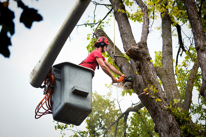 Tree Removal by Allied Tree