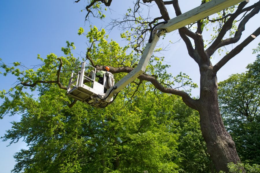 Tree Services by Allied Tree
