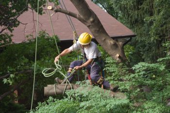 Tree Removal in Winnipeg, Manitoba by Allied Tree