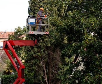 Tree Services in Winnipeg Beach, Manitoba by Allied Tree