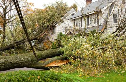Emergency tree removal by Allied Tree