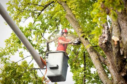 Tree pruning and trimming in Winnipeg Beach, Manitoba by Allied Tree