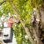 Tache Pruning & Trimming by Allied Tree