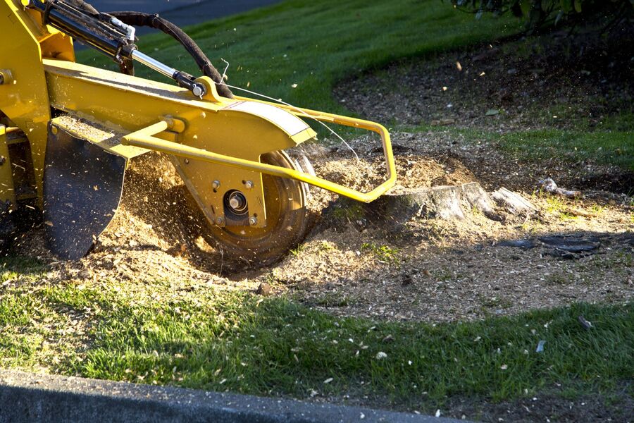 Stump Grinding & Stump Removal by Allied Tree