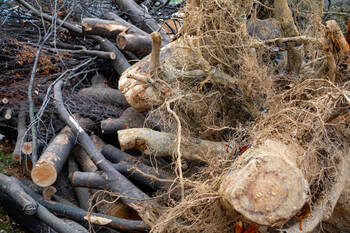 Tree Debris Removal in Winnipeg, Manitoba by Allied Tree