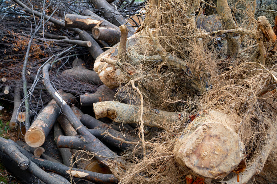 Tree Debris Removal by Allied Tree