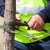 Tache Cabling & Bracing by Allied Tree