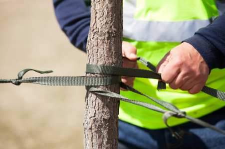 Tree cabling and bracing by Allied Tree