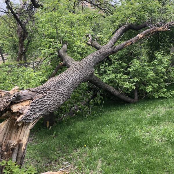 Tree Removal Service in Winnipeg, MB (1)